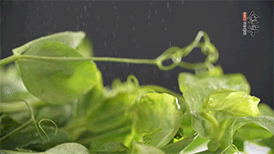 豌豆尖洗凈，切斷備用。