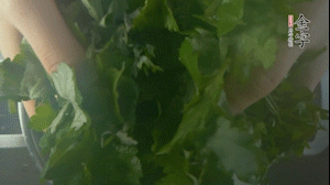 【面皮】1.鍋中水開(kāi)時(shí)，放挑揀好的艾草和一撮小蘇打，第一遍煮開(kāi)后倒掉，重新加水大火煮開(kāi)后，小火煮1小時(shí)。煮爛的艾草用紗布瀝干。