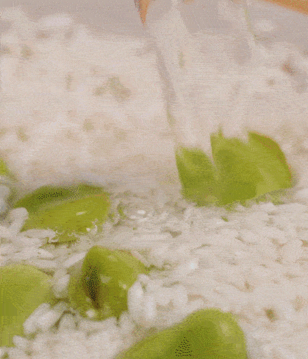 鍋底抹油，將淘洗干凈的大米，加蠶豆、清水，蓋蓋中火煮。